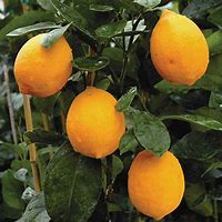 Image result for Lemon Berry Hybrid