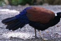 Image result for Otidiphaps Columbidae