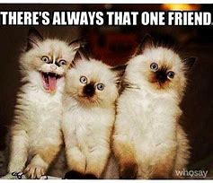 Image result for Best Friend Cat Meme