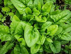 Image result for spinach