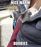 Image result for Cosy Cat Meme