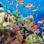 Image result for Underwater Coral Background