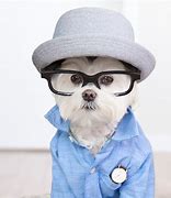 Image result for Hipster Puppy