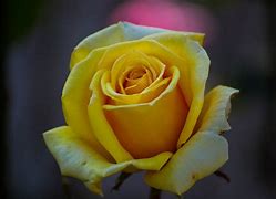 Image result for Yellow Rose Images HD