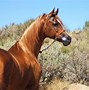 Image result for 25 Most Beautiful Horse Breeds