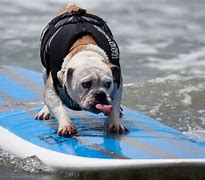 Image result for Funny Dogs Surfing