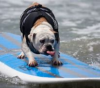 Image result for Dog with Waves Meme