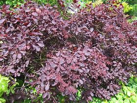 Cotinus coggygria Royal Purple に対する画像結果