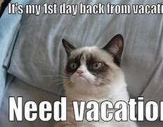 Image result for Vacation Cat Meme