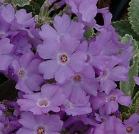 Image result for Primula marginata Barbara Clough
