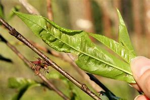 Image result for Leaf Curl On Peach Trees