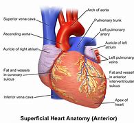 Image result for Human Heart Labeled