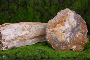 Image result for Petrified Wood Identification Pictures