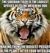 Image result for Siberian Tiger Meme