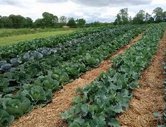 Image result for Christian Produce Farm