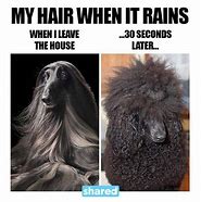 Image result for Funny Animal Rain Meme