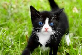 Image result for Cat