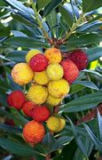 Image result for Manzanita Fruit