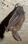 Image result for Bats Found in Arkansas