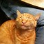 Image result for Funny Cat Smile