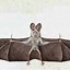 Image result for Vintage Mumps Bat