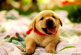 Image result for Cute Baby Puppy Wallpaper