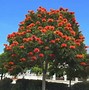 Image result for Orange Tree Blooms