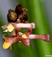 Afbeeldingsresultaten voor Leptostylis ampullacea. Grootte: 169 x 185. Bron: orchidofsumatra.blogspot.com