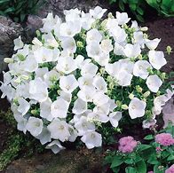 Image result for Campanula carpatica Weisse Clips