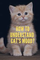 Image result for Cat Mood Swings