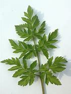 Image result for Carrot Plant Leaves