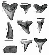 Image result for Fossil Shark Teeth Identification