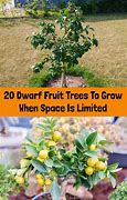 Image result for Yellow Delicious Apple Tree