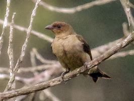 Image result for Melichneutes Indicatoridae