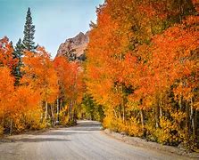 Image result for Best Fall Colors in California