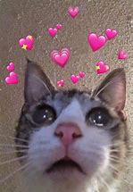 Image result for Crying Cat Meme Hearts