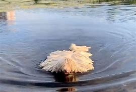 Image result for Mop Dog Swimming