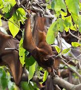 Image result for Fruit Bat Flying