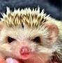 Image result for hedgehogs care