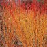 Image result for Cornus sanguinea Magic Flame