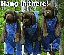 Image result for Hang in There Puppy Meme