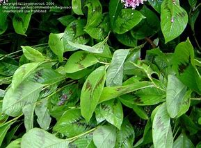 Image result for Persicaria virginiana Lance Corporal