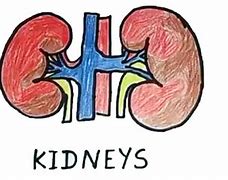 Image result for Organ Drawing for Toddler