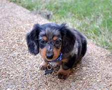 Image result for Best Small House Dogs