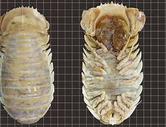 Image result for Wierd Isopod