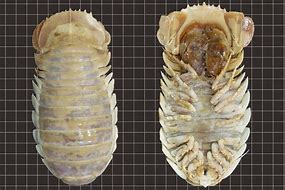 Image result for Isopoda Deep Sea