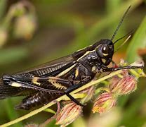 Image result for Free Download Pics of Crickets