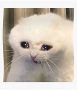 Image result for Sad White Cat Meme