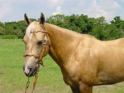 Image result for Palomino Andalusian Horse