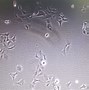 Image result for Hek 293 Cells